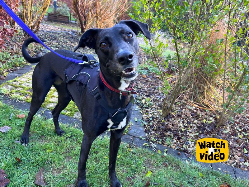 undefined | Lurcher | undefined - 10