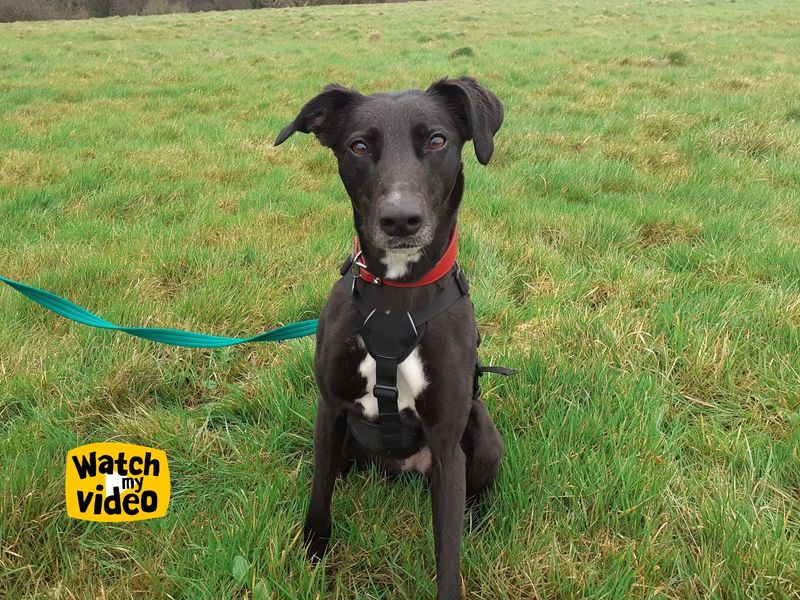 undefined | Lurcher | undefined - 7