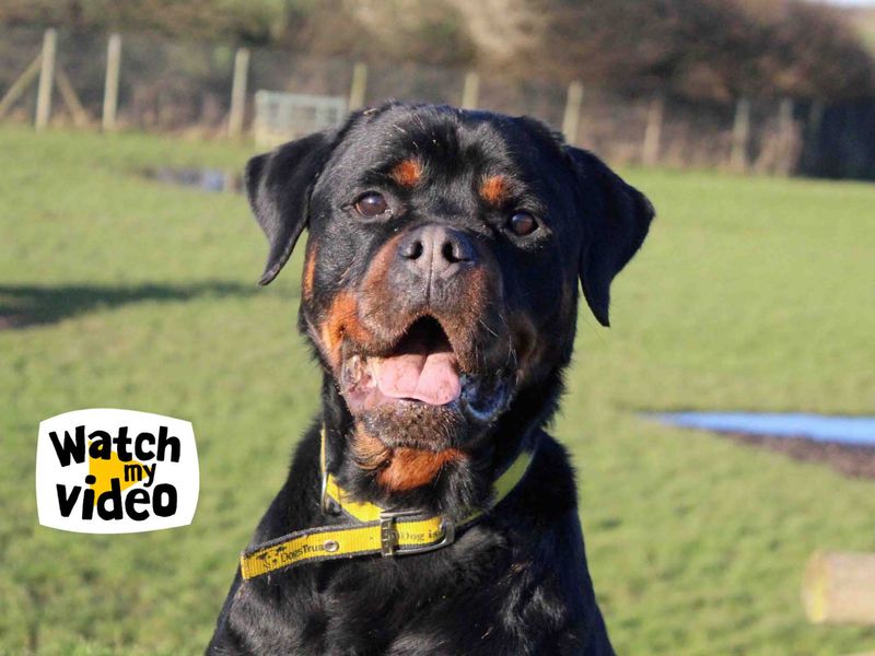 Ace | Rottweiler | Darlington - 1