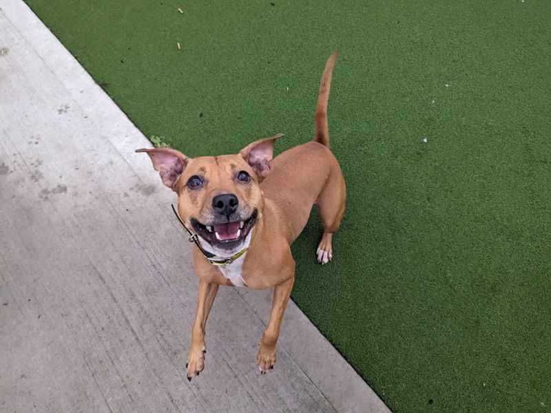 Staffordshire Bull Terrier for adoption in Cardiff, Glamorgan – 7 years old