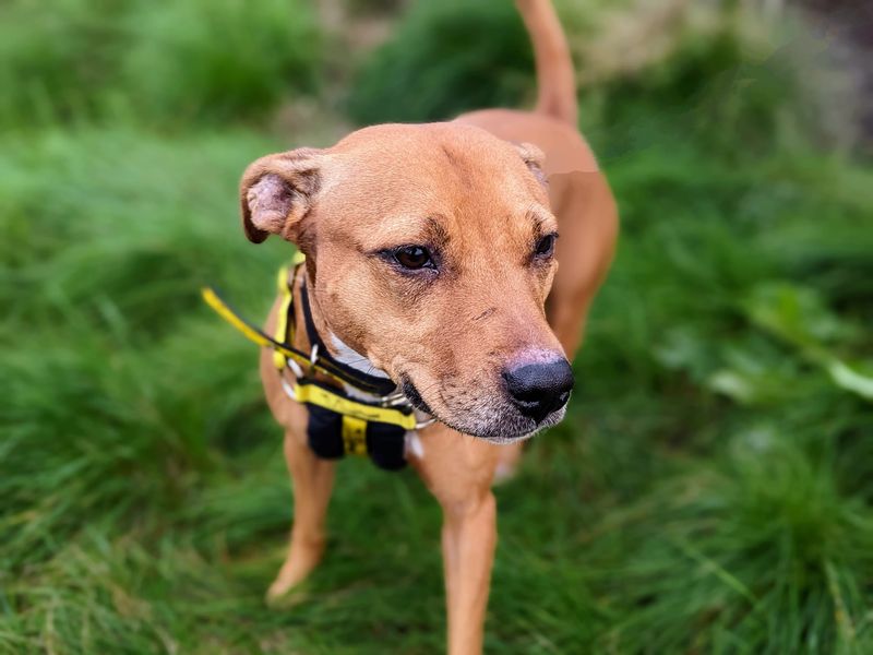 Staffordshire Bull Terrier for adoption in Cardiff, Glamorgan – 7 years old - Image 3 of 4