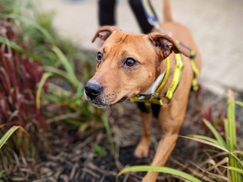 Staffordshire Bull Terrier for adoption in Cardiff, Glamorgan – 7 years old - Image 4 of 4