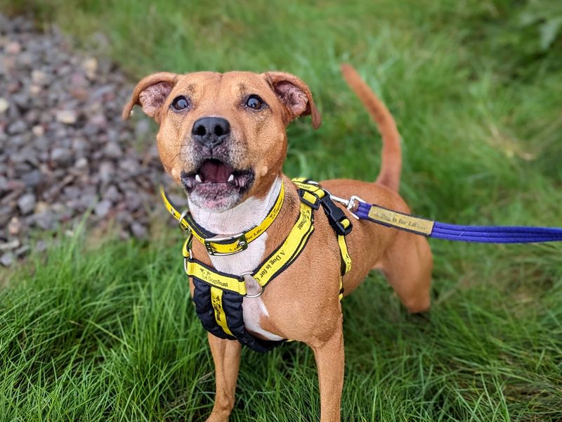 Staffordshire Bull Terrier for adoption in Cardiff, Glamorgan – 7 years old - Image 2 of 4