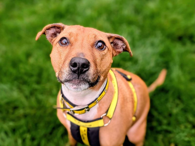 Coco | Terrier (Staffordshire Bull) Cross | Cardiff - 1