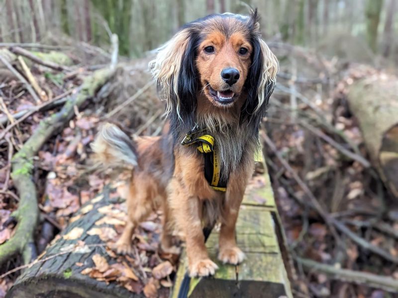 Springer Spaniel for adoption in Ballymena, Co Antrim – 4 years old