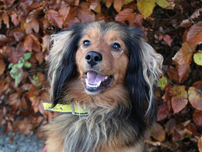 Springer Spaniel for adoption in Ballymena, Co Antrim – 4 years old - Image 3 of 4