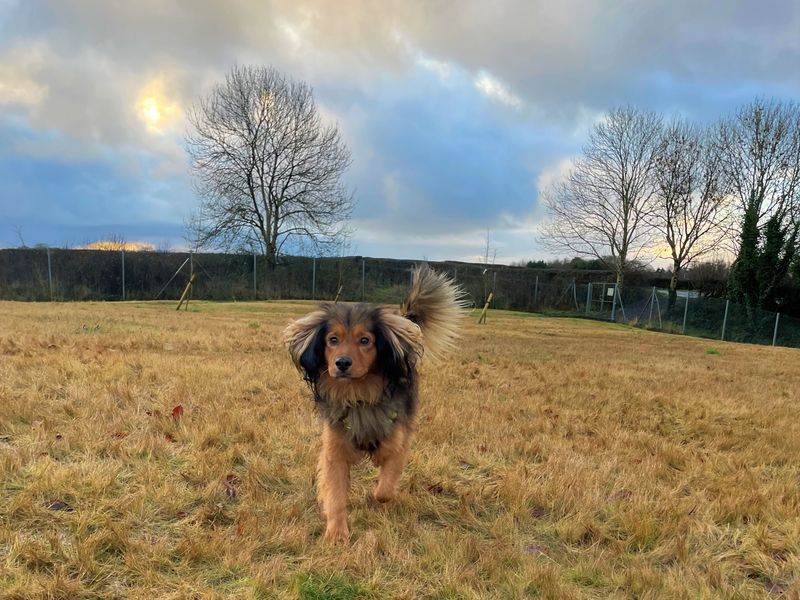 Springer Spaniel for adoption in Ballymena, Co Antrim – 4 years old - Image 2 of 4