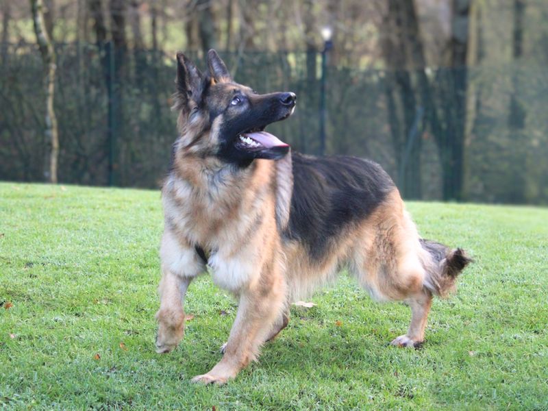 Izzy | German Shepherd Dog Cross | Merseyside (Liverpool) - 1