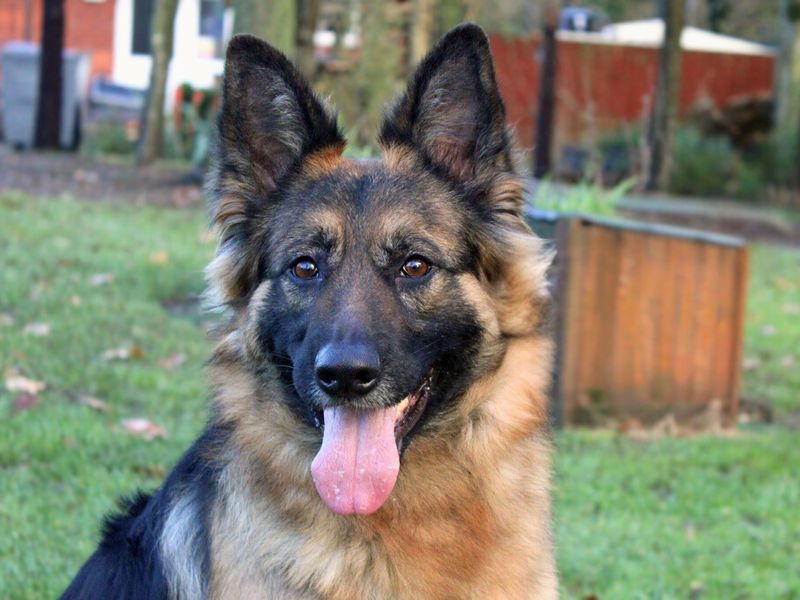 German Shepherd for adoption in Liverpool, Merseyside – 2 years old - Image 2 of 5