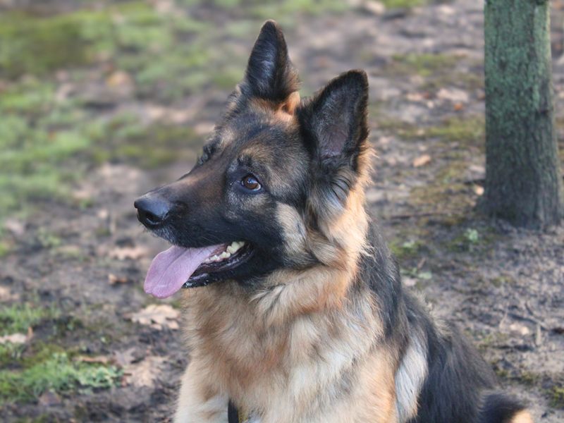German Shepherd for adoption in Liverpool, Merseyside – 2 years old - Image 4 of 5