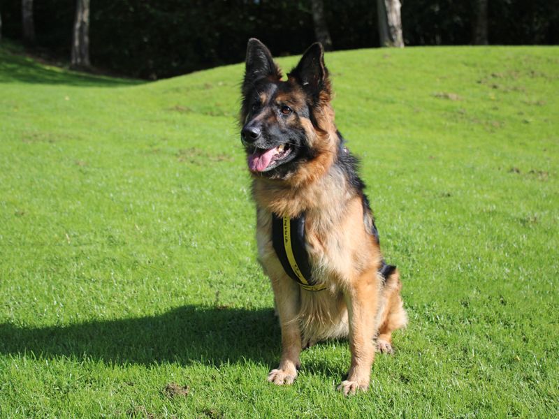 Izzy | German Shepherd Dog Cross | Merseyside (Liverpool) - 3