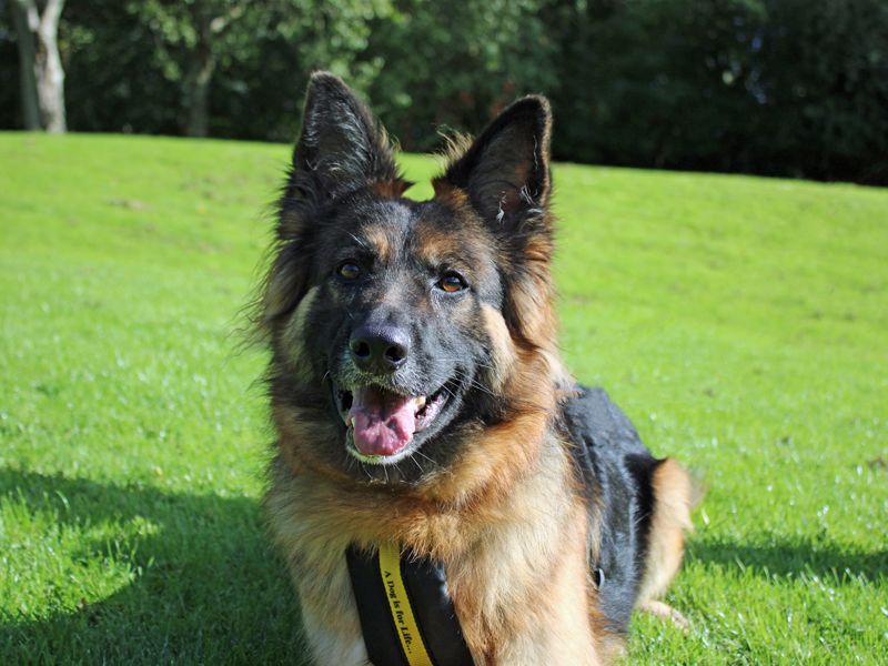 Izzy | German Shepherd Dog Cross | Merseyside (Liverpool) - 5