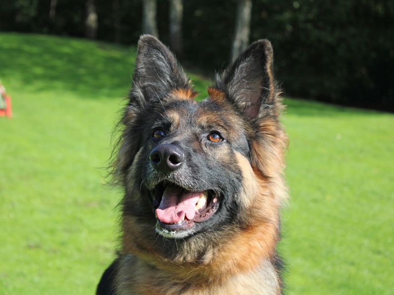 Izzy | German Shepherd Dog Cross | Merseyside (Liverpool) - 1