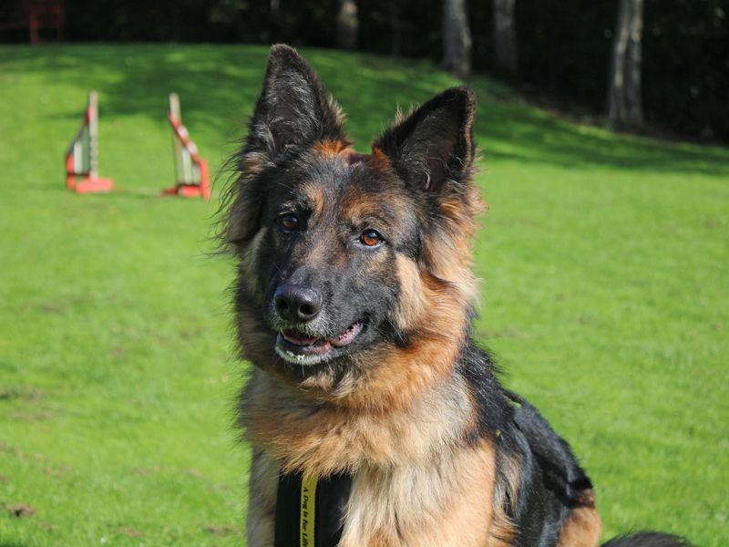 Izzy | German Shepherd Dog Cross | Merseyside (Liverpool) - 6