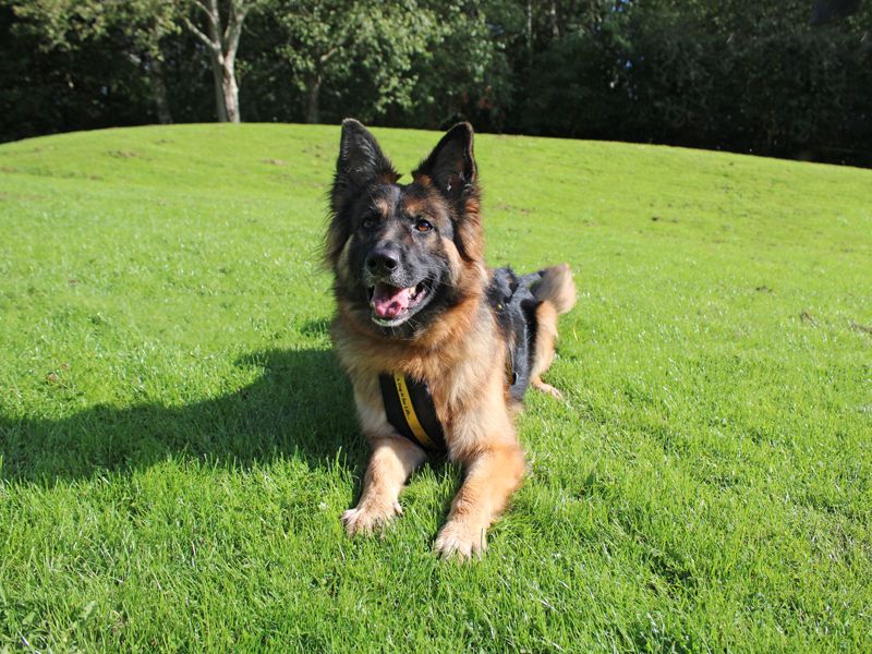 Izzy | German Shepherd Dog Cross | Merseyside (Liverpool) - 4