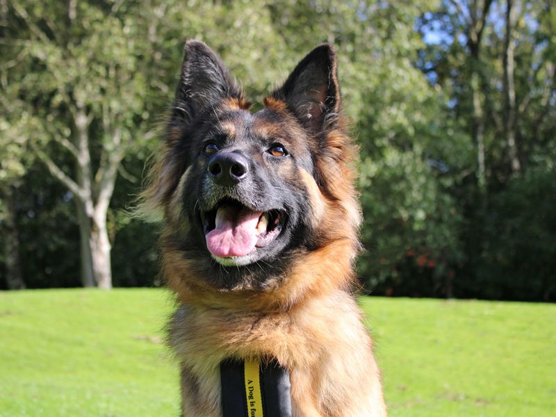 Izzy | German Shepherd Dog Cross | Merseyside (Liverpool) - 2