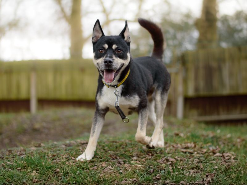 Husky sales cross lurcher
