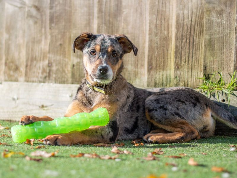 Tilly | Collie (Border) Cross | Kenilworth (West Midlands) - 1