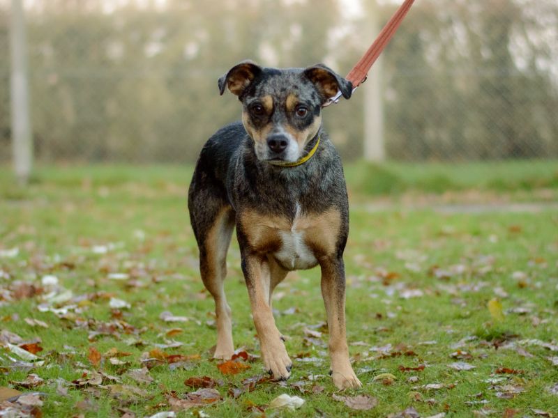 English Bulldog for adoption in Kenilworth, Warwickshire – 2 years old - Image 4 of 6