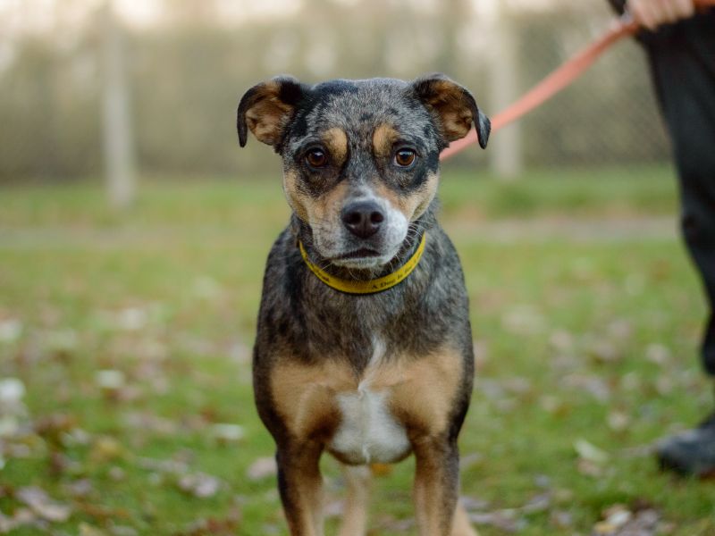 English Bulldog for adoption in Kenilworth, Warwickshire – 2 years old - Image 6 of 6