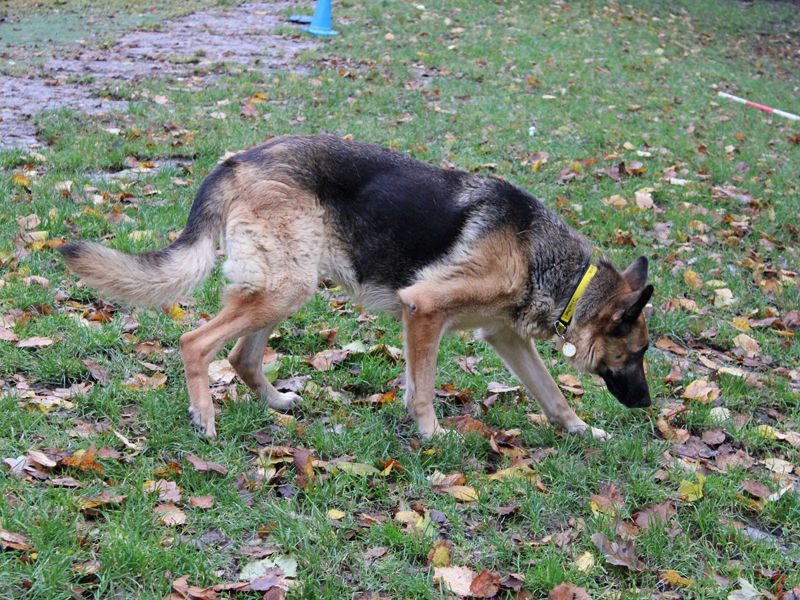 German Shepherd puppies for sale in Liverpool – 8 years old