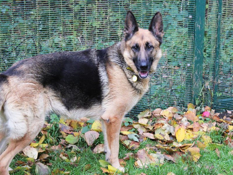 Ava for sale in Liverpool - Image 2