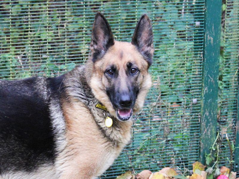 Ava | German Shepherd Dog | Merseyside (Liverpool) - 1