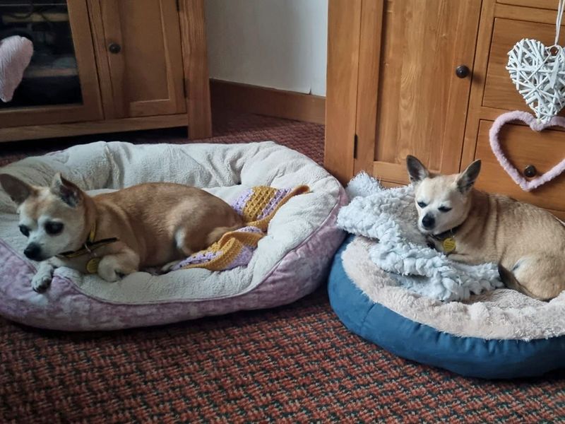 Adopt a Chihuahua Smooth Coat Rescue Dog Daisy Dogs Trust
