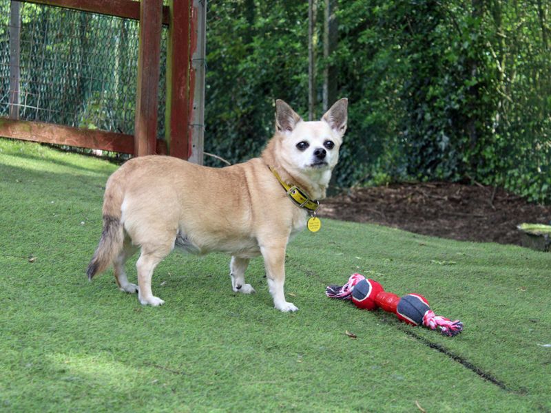 Bella - Image 4 of 4