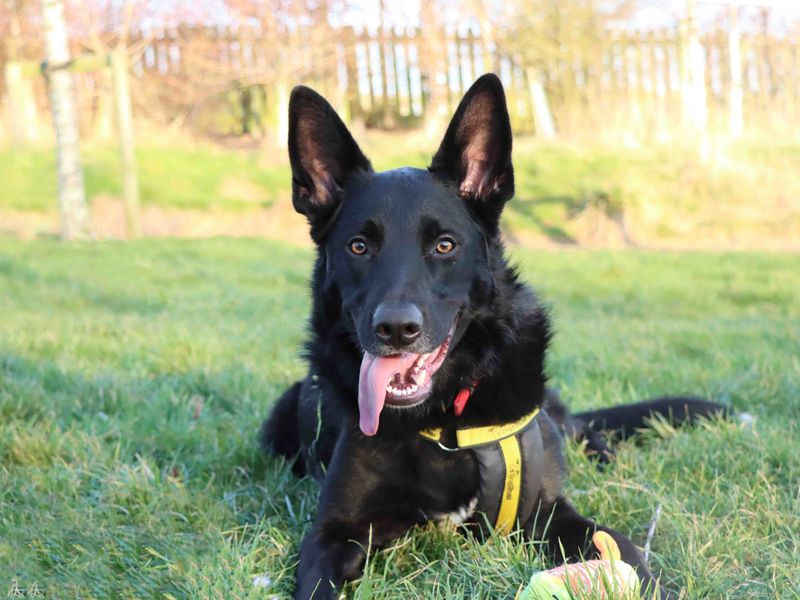 German Shepherd for adoption in Sadberge, Co Durham – 1 year old - Image 4 of 4