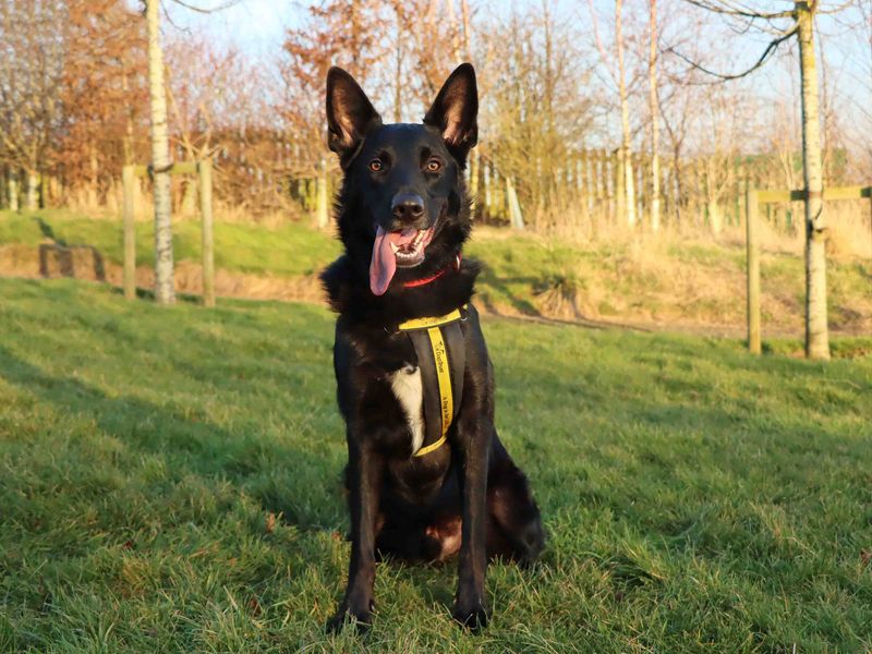 German Shepherd for adoption in Sadberge, Co Durham – 1 year old - Image 2 of 4