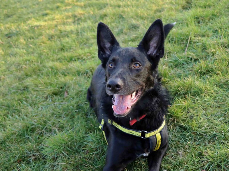 German Shepherd for adoption in Sadberge, Co Durham – 1 year old - Image 3 of 4