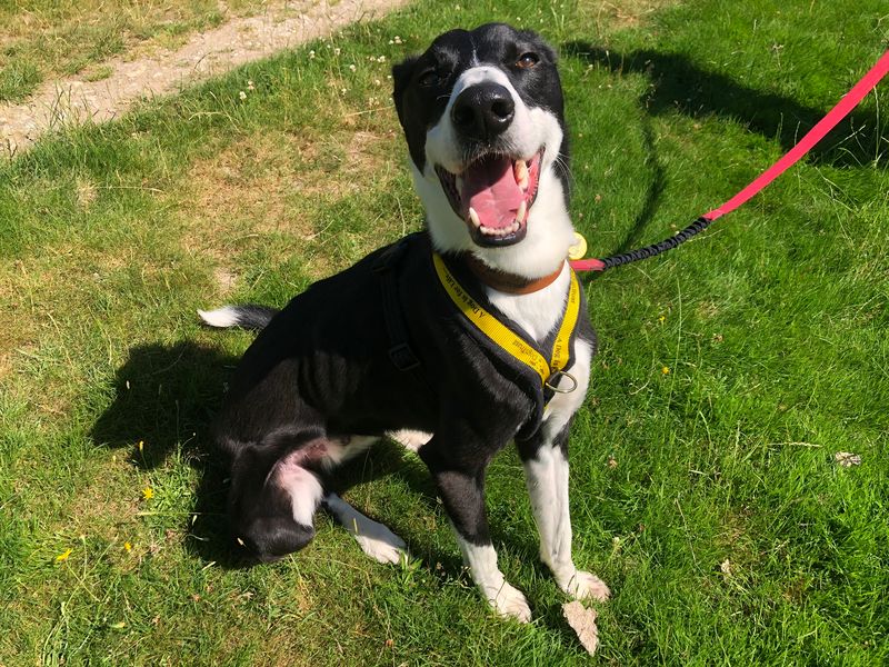 Baxter | Lurcher Cross | Cumbria - 1