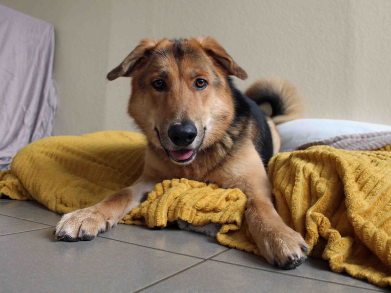 German Shepherd for adoption in Sadberge, Co Durham – 2 years old - Image 6 of 9
