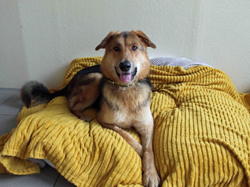 German Shepherd for adoption in Sadberge, Co Durham – 2 years old - Image 3 of 9