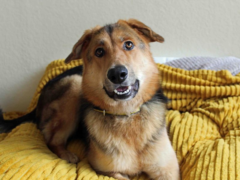 German Shepherd for adoption in Sadberge, Co Durham – 2 years old - Image 5 of 9