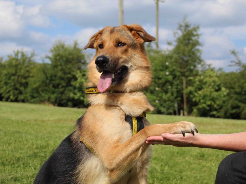 German Shepherd for adoption in Sadberge, Co Durham – 2 years old - Image 7 of 9