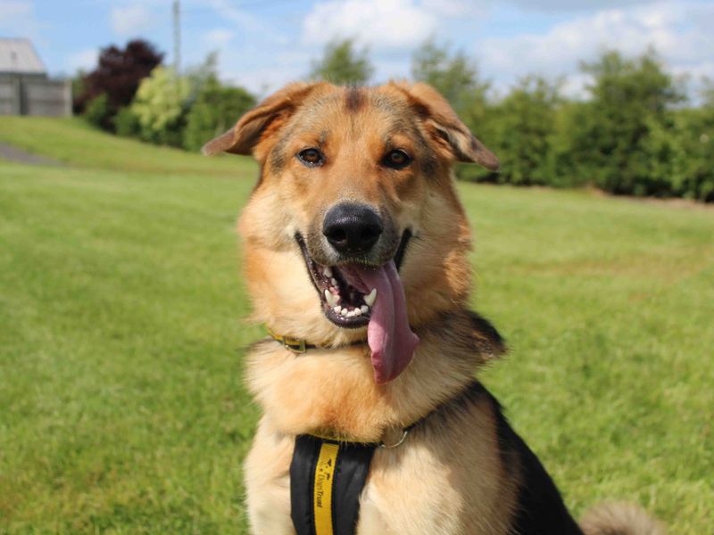 German Shepherd for adoption in Sadberge, Co Durham – 2 years old - Image 1 of 9