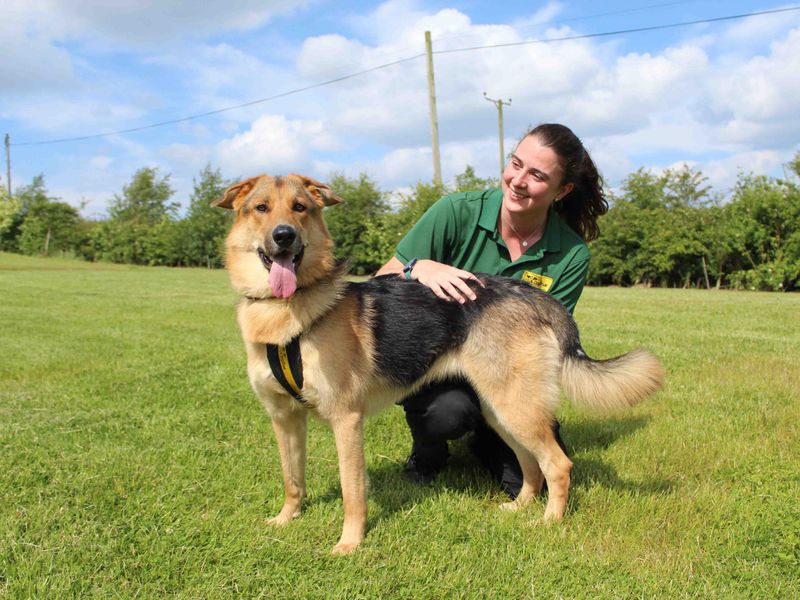 German Shepherd for adoption in Sadberge, Co Durham – 2 years old - Image 8 of 9