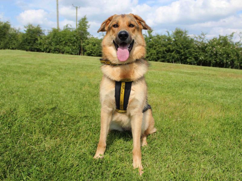 German Shepherd for adoption in Sadberge, Co Durham – 2 years old - Image 9 of 9