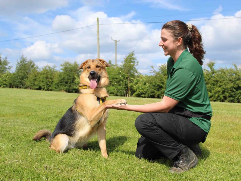 German Shepherd for adoption in Sadberge, Co Durham – 2 years old - Image 4 of 9