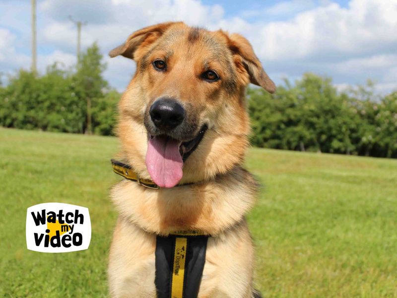 German Shepherd for adoption in Sadberge, Co Durham – 2 years old - Image 2 of 9