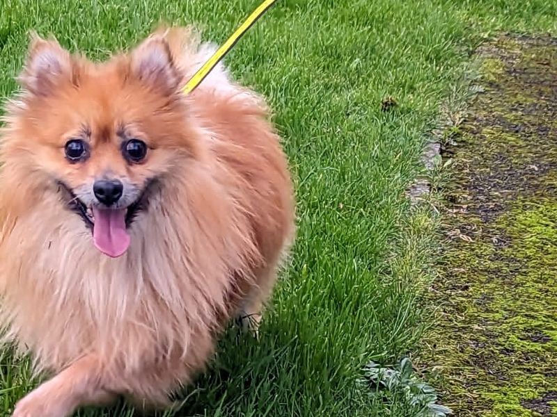 Pomeranian puppies for sale in – 7 years old