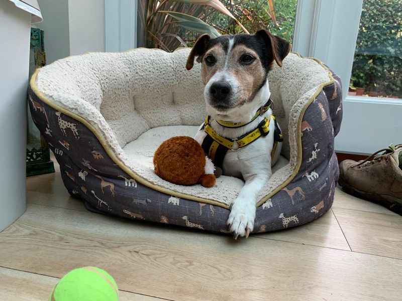 Jacko | Terrier (Jack Russell) | Salisbury (Wiltshire) - 1