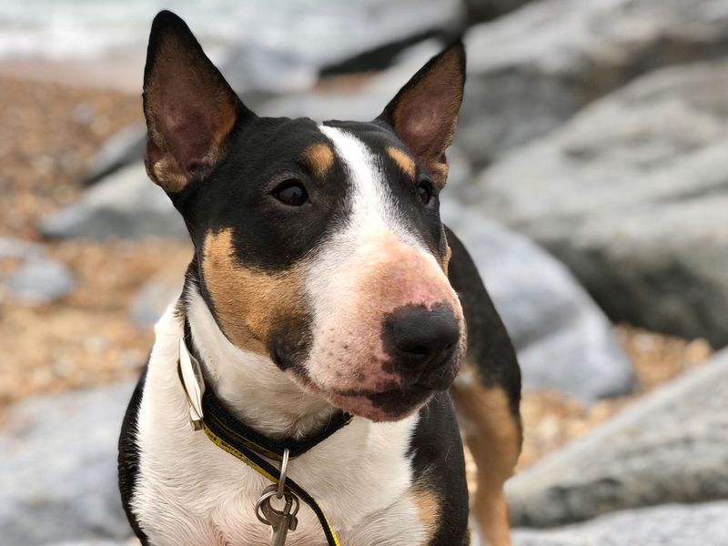 Motsi | Terrier (Miniature Bull) | Shoreham (Sussex) - 1