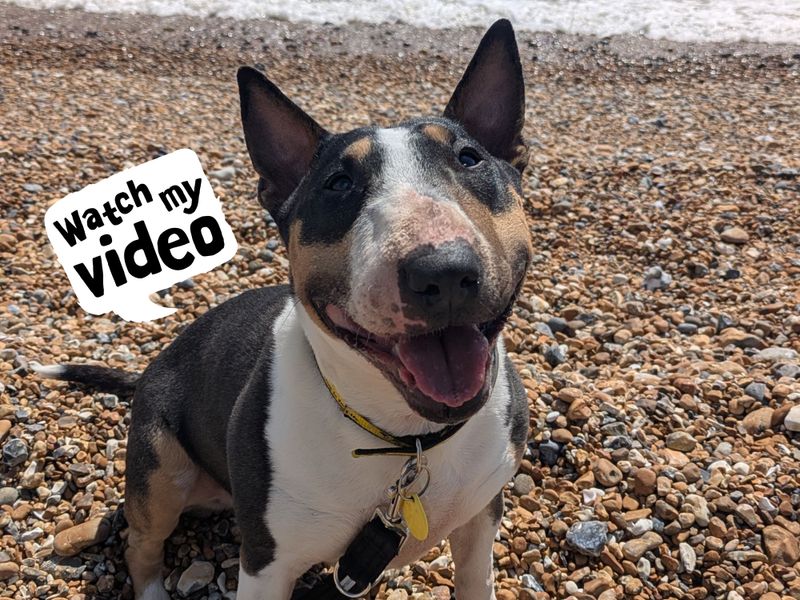 Motsi | Terrier (Miniature Bull) | Shoreham (Sussex) - 1