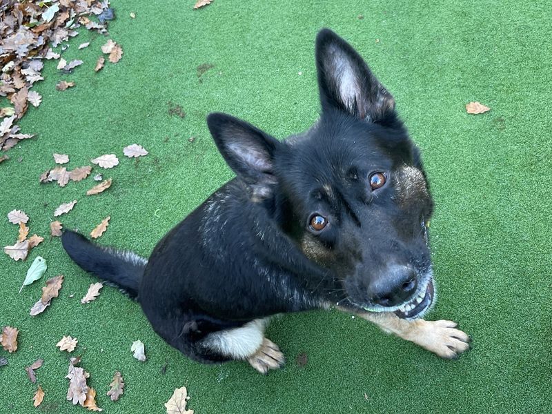 German Shepherd puppies for sale in Chestfield – 3 years old