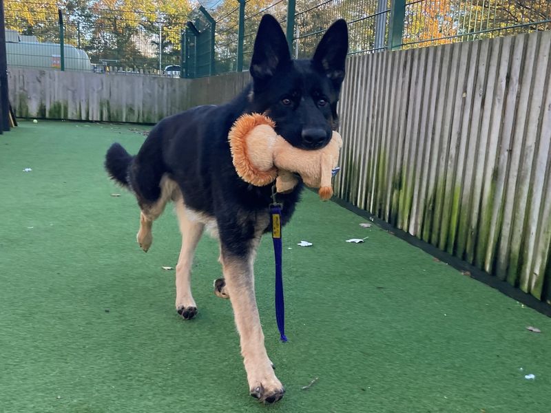 German Shepherd puppies for sale in Chestfield – 5 years old