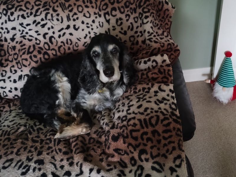 Monty for sale in Kenilworth - Image 2