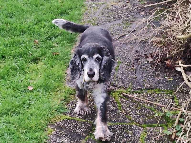 Cocker Spaniel puppies for sale in Kenilworth – 13 years old